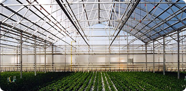Capitol Crown Greenhouse Structures for Growers and Producers